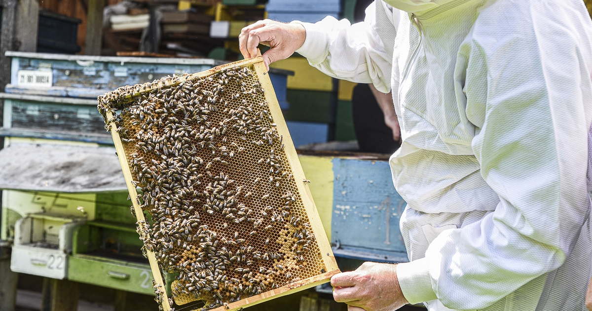 Nem pergettek akácmézet a hargitai vándorméhészek
